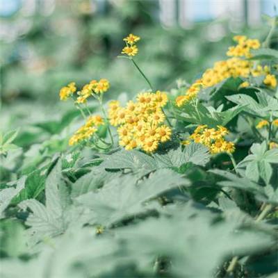 泡芙小姐星空之旅破解版下载